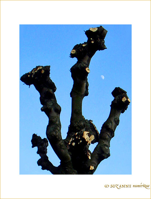 La Lune joue � cache-cache derri�re les Arbres  -- 16/02/08