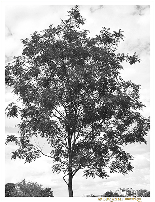 L'arbre pr�s de mon moi