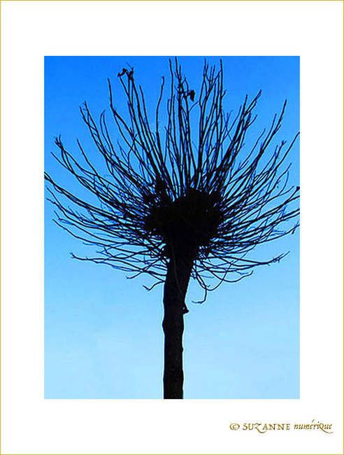 Arbre en Sommeil