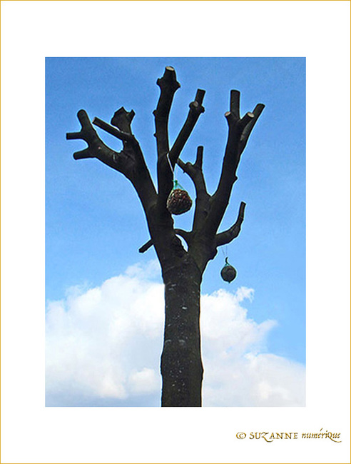 Douceurs pour Oiseaux -- 24/03/09