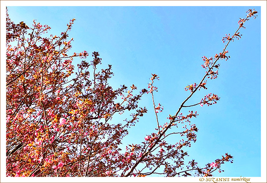 Branchages entrem�l�s