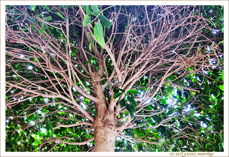 Arbre et Transparence -- 11/10/11