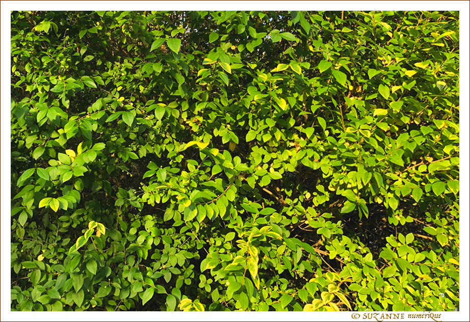Vert l'Automne 2018