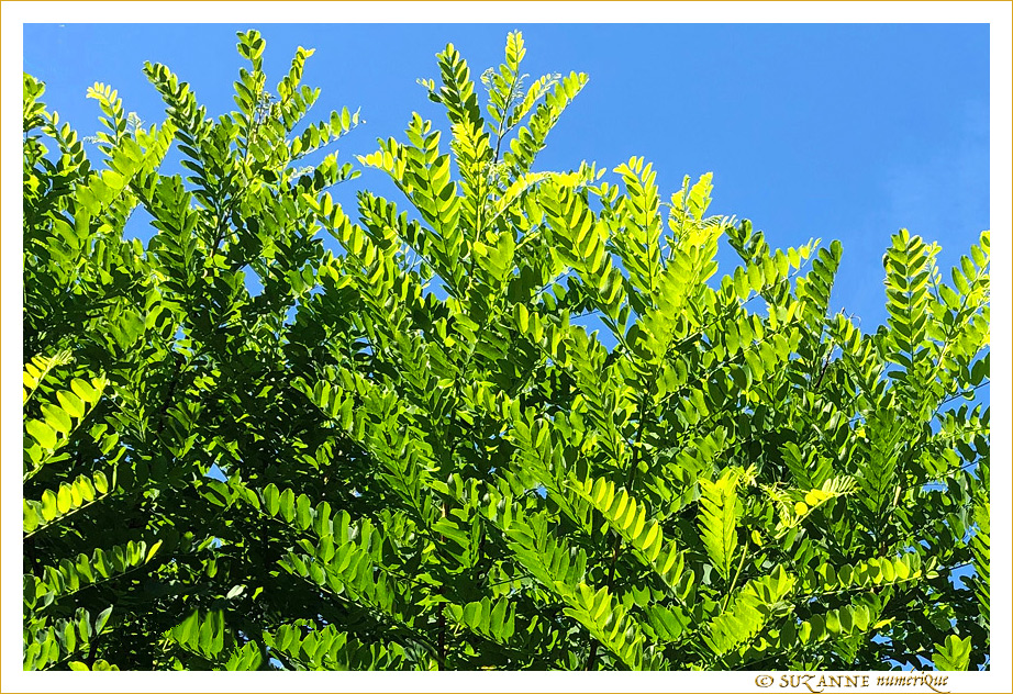 Vert tendre sous un Ciel bleu -- 17/09/19