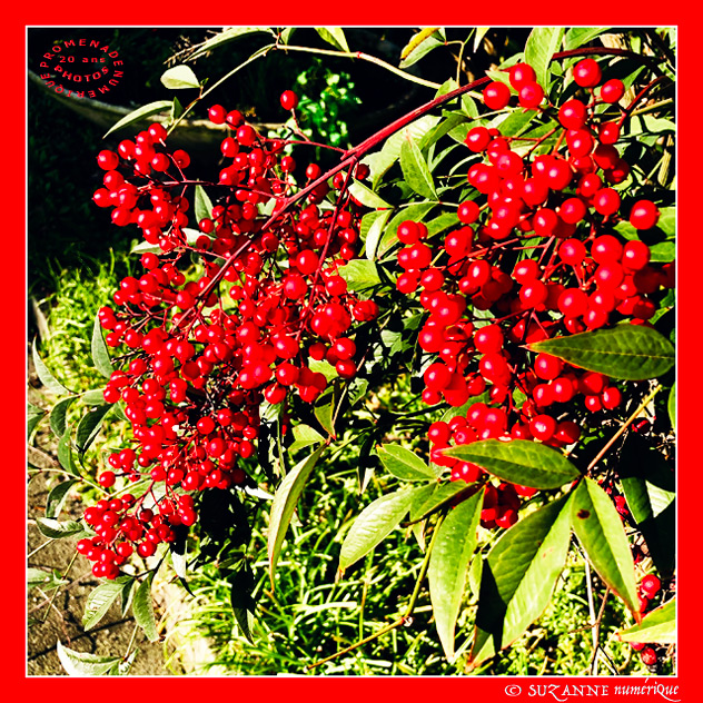 Boules lumineuses sous le Soleil d'Hiver - 2025 -- 14/03/25