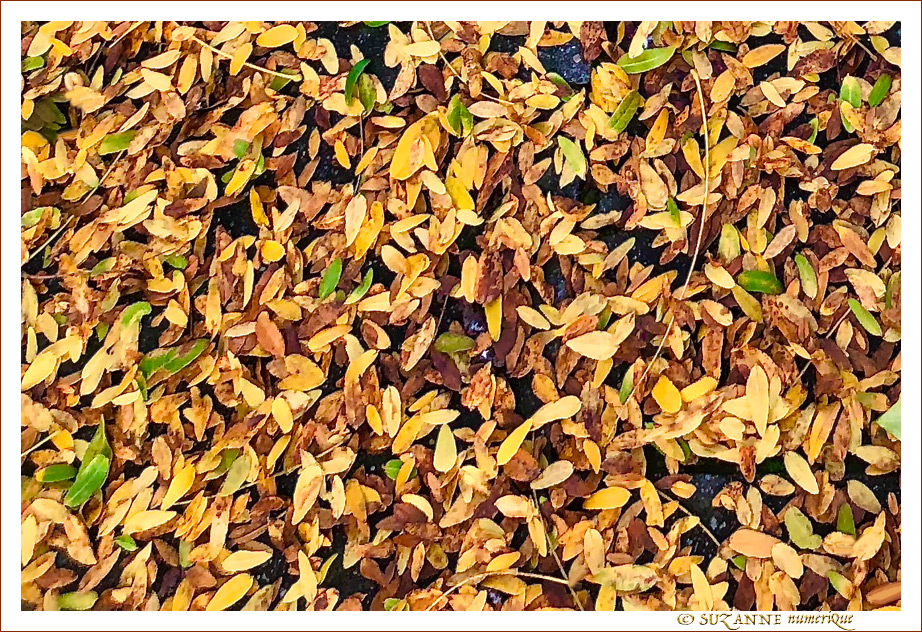 �a aussi, c'est l'automne - 2022- -- 30/10/22