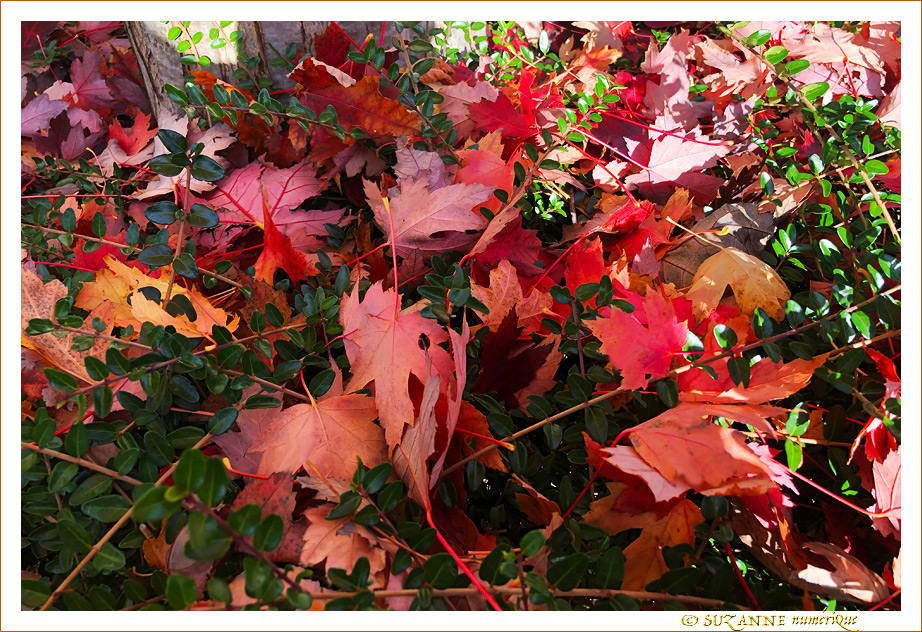 V'l� l'Automne 2023 -02- -- 05/11/23