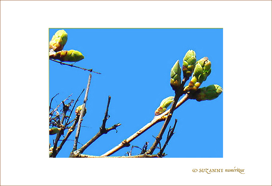 Mars se dirige vers le Printemps  -- 17/03/07