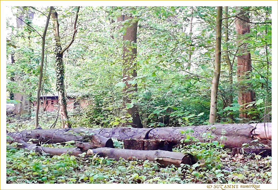 La Cabane au fond du Bois -- 16/07/21