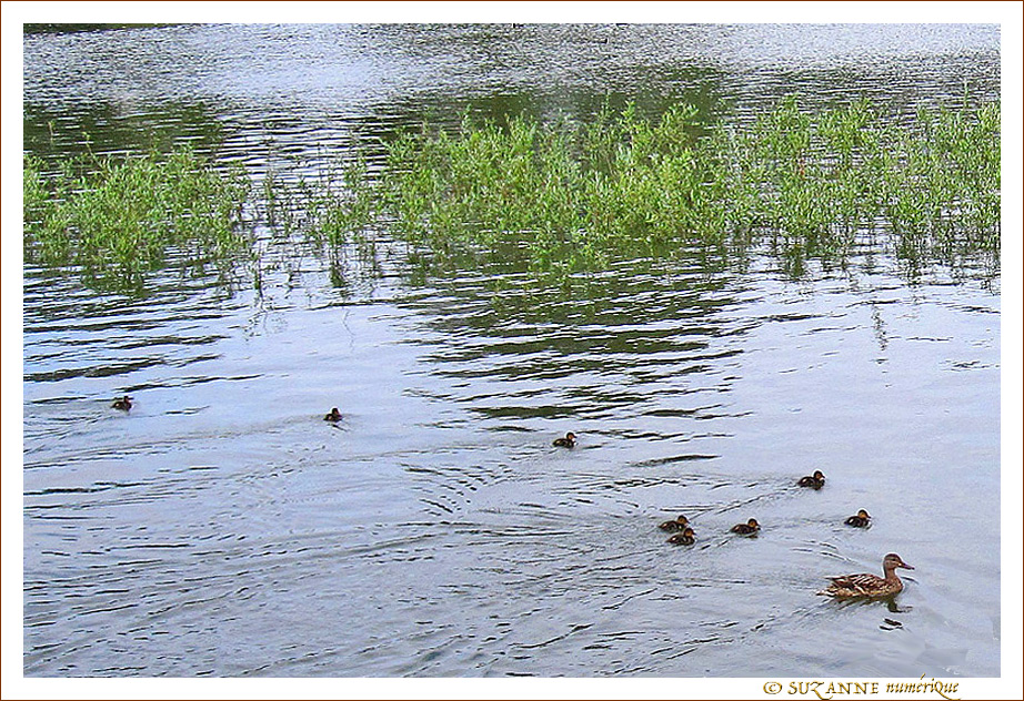 Cours de Natation pour B�b�s Canards
