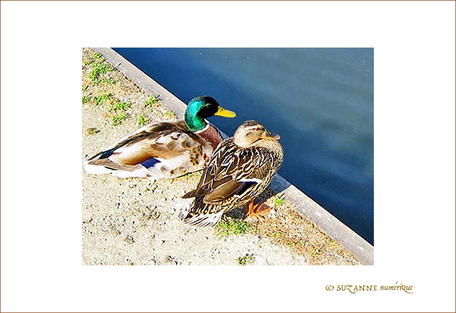 S'aimer c'est Regarder dans la m�me Direction -- 11/06/05