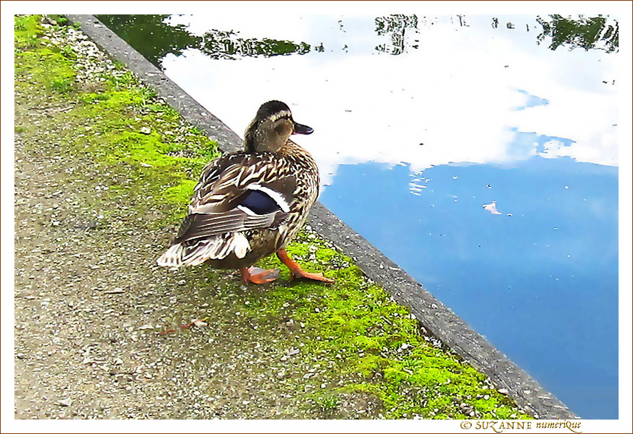 J'y vais ou j'y vais pas�?