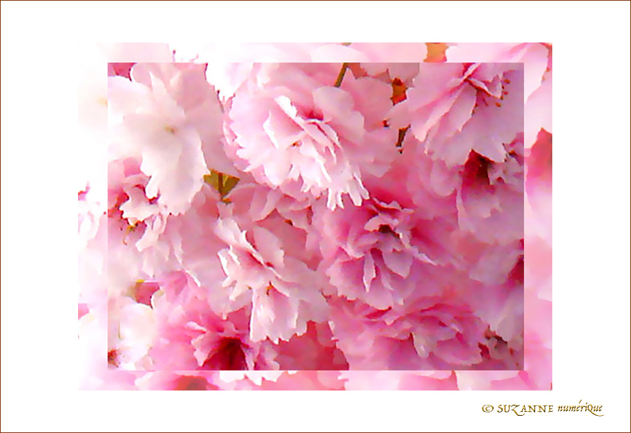 Fleurs de Cerisiers jolis
