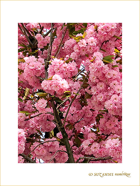 Pompons Rose Cerise