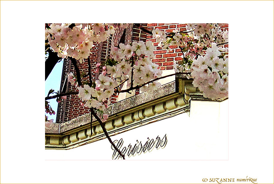 Cerisiers en Fa�ade -- 23/04/09