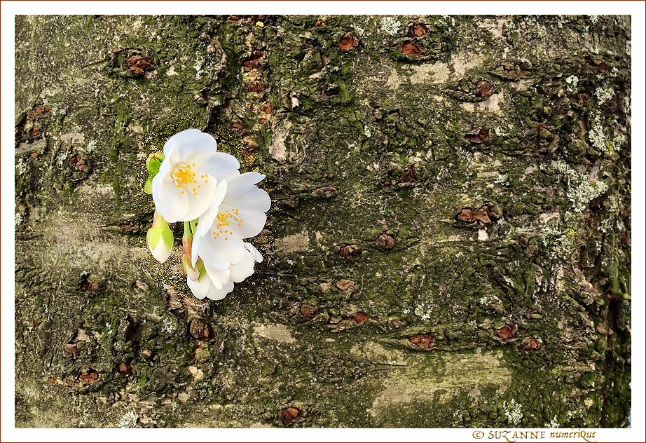 Quand les Rues de Bruxelles se japonisent - 005 - 2022 -- 24/04/22