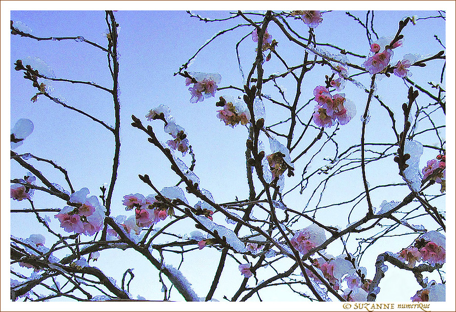 Fleurs de Cerisier sous la Neige de D�cembre -- 20/01/15