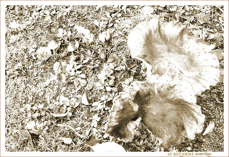 Champignons d'Automne -- 01/11/13