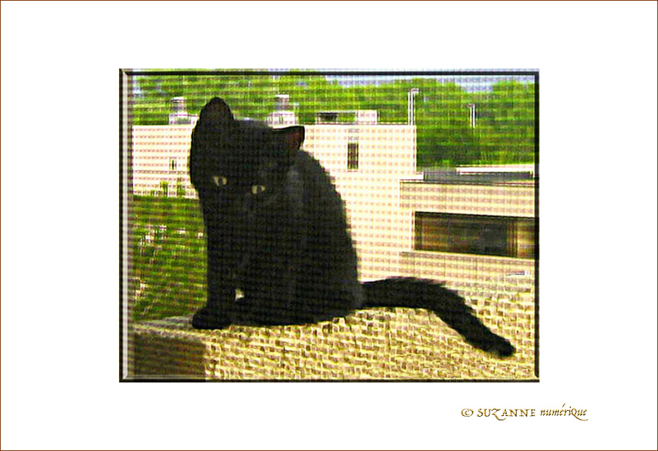 Petit Chaton cherche son chemin ... Petit Chaton cherche son chemin ...