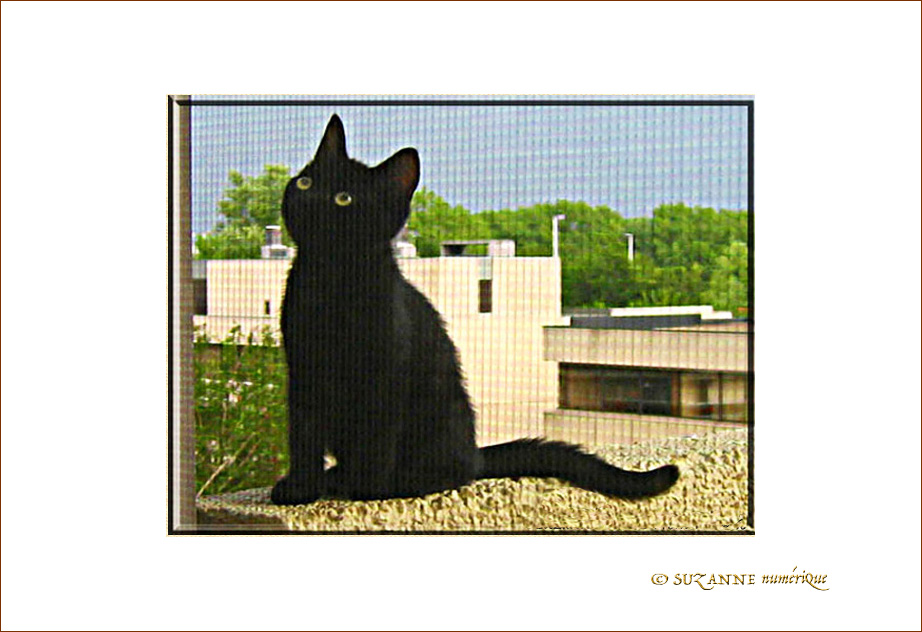 Petit Chaton interrogateur Petit Chaton interrogateur