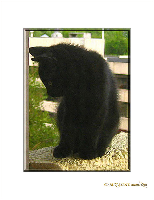 Petit Chaton timide -- 15/07/06