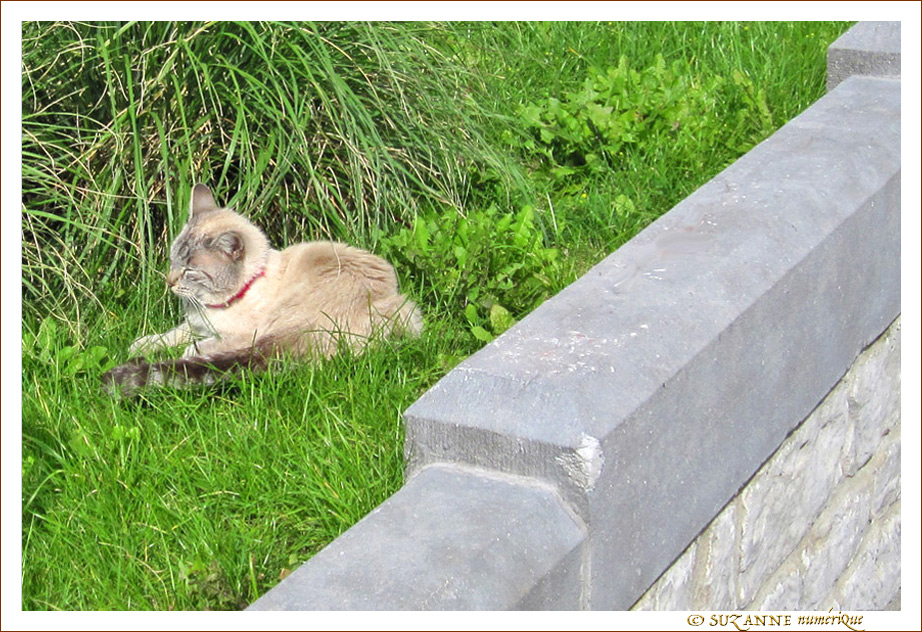 Petite Boule de Poils profite du Soleil