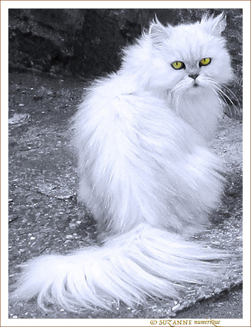 Chat m�fiant