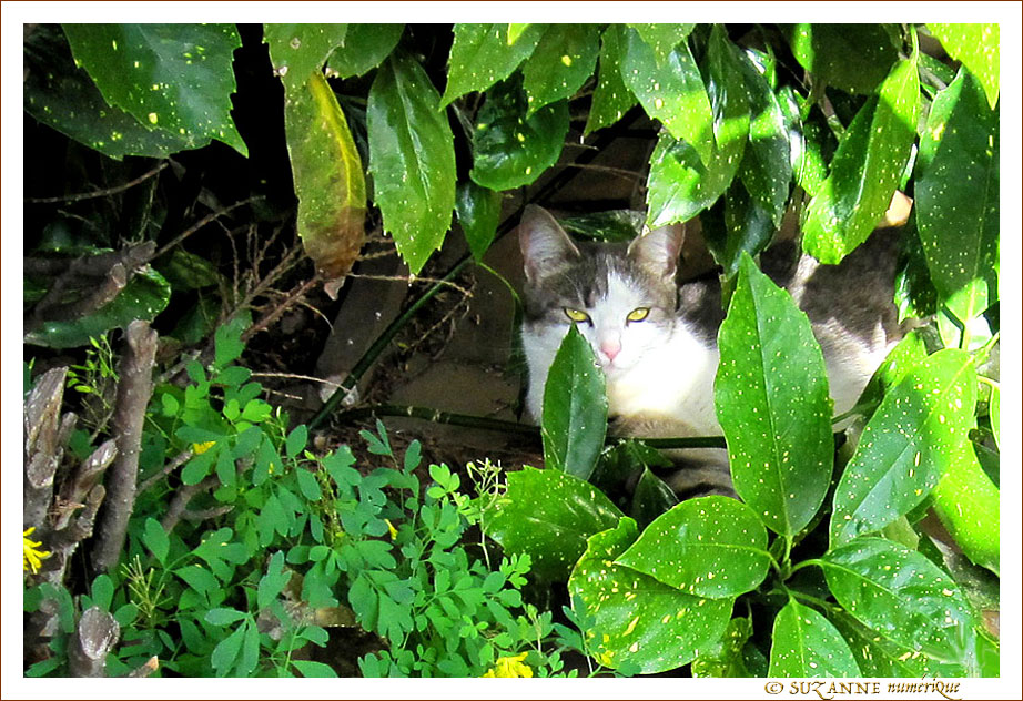 Cherchez-moi. Coucou�! Coucou�!