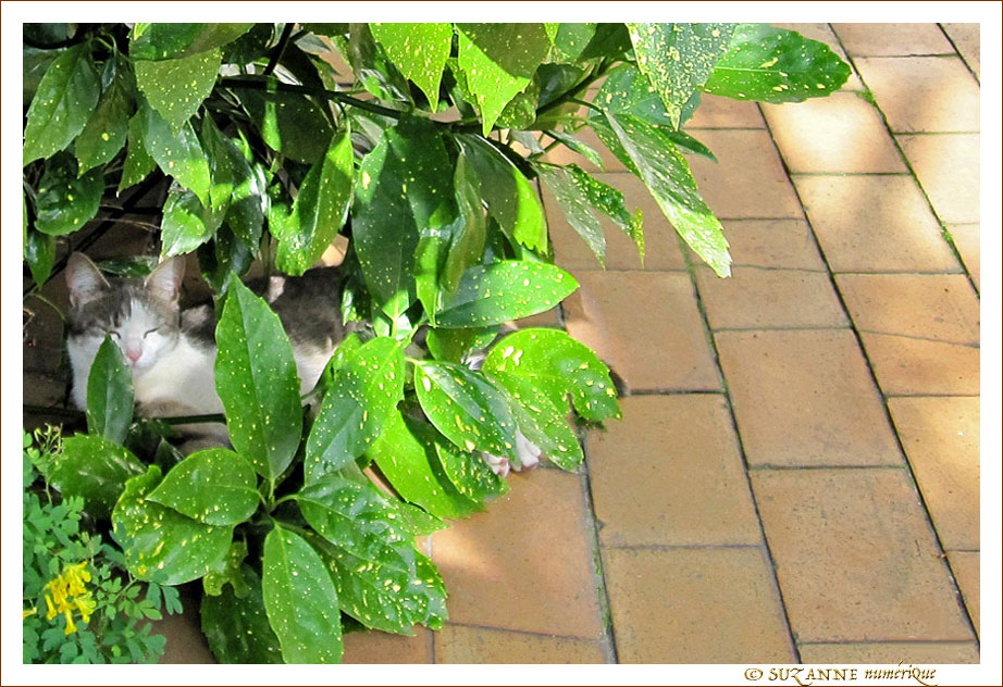 Mon petit Chat s'est cach� dans le jardin