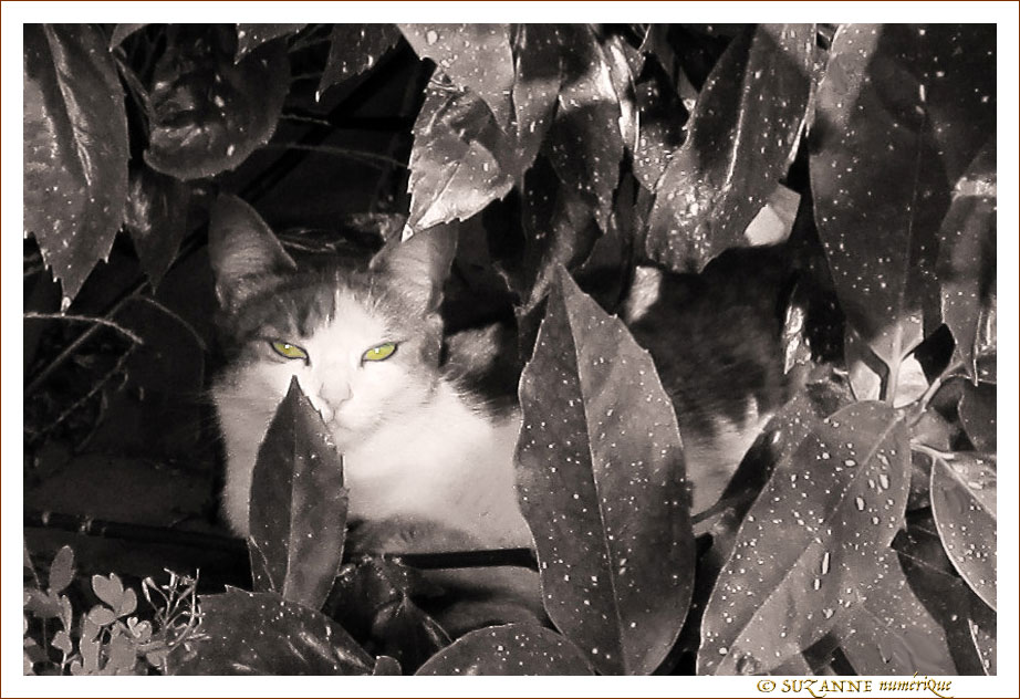 Le ronron du Chat