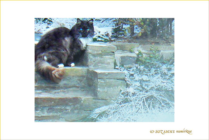 Petit Chat n'a pas froid