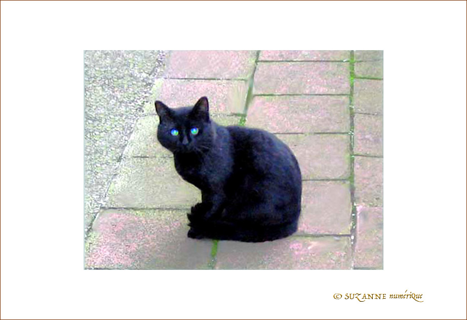 Minou, tout doux�!