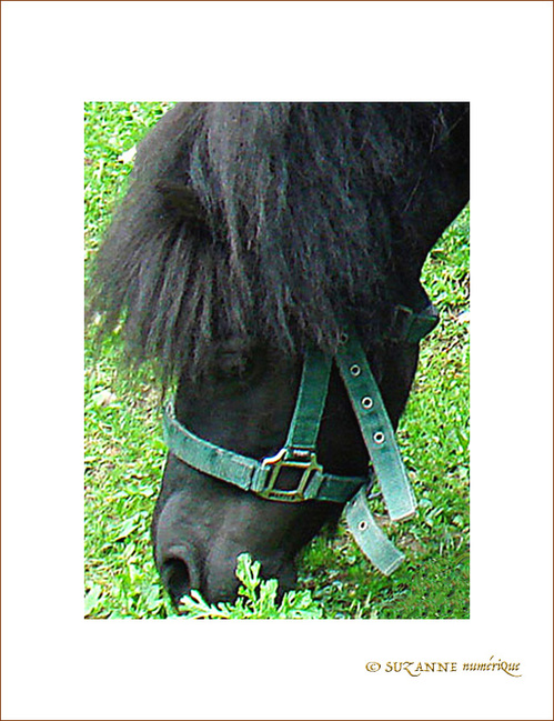 Cheval timide