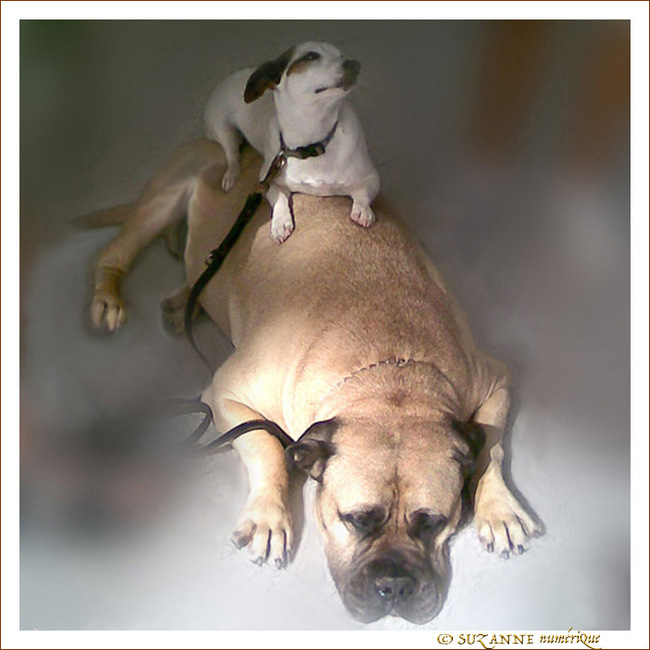 Amiti� canine