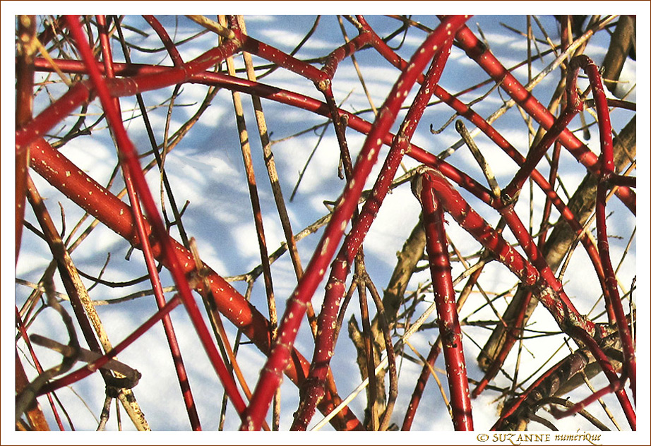 Quand le Rouge se m�le au Blanc de l'Hiver -- 10/02/13