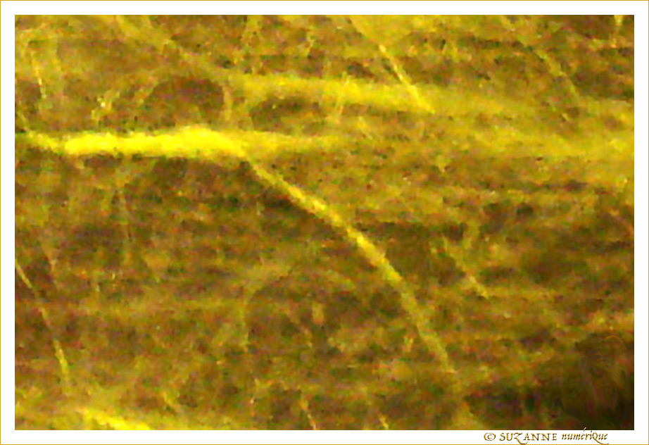 Arbre dans la nuit -- 19/03/08
