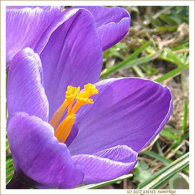 Le printemps est annonc� -- 23/03/10