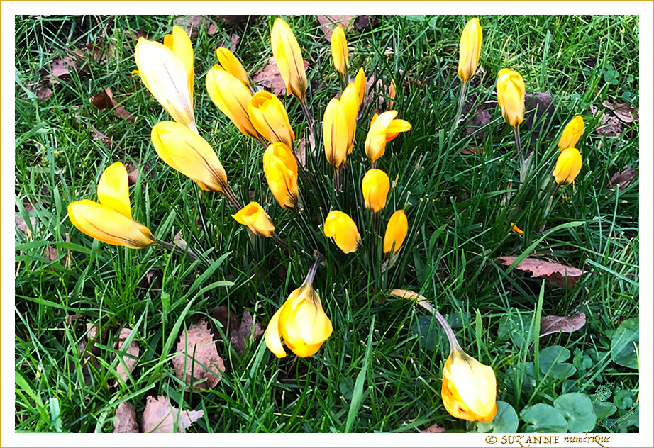 Le Printemps 2020 est annonc� -- 19/03/20