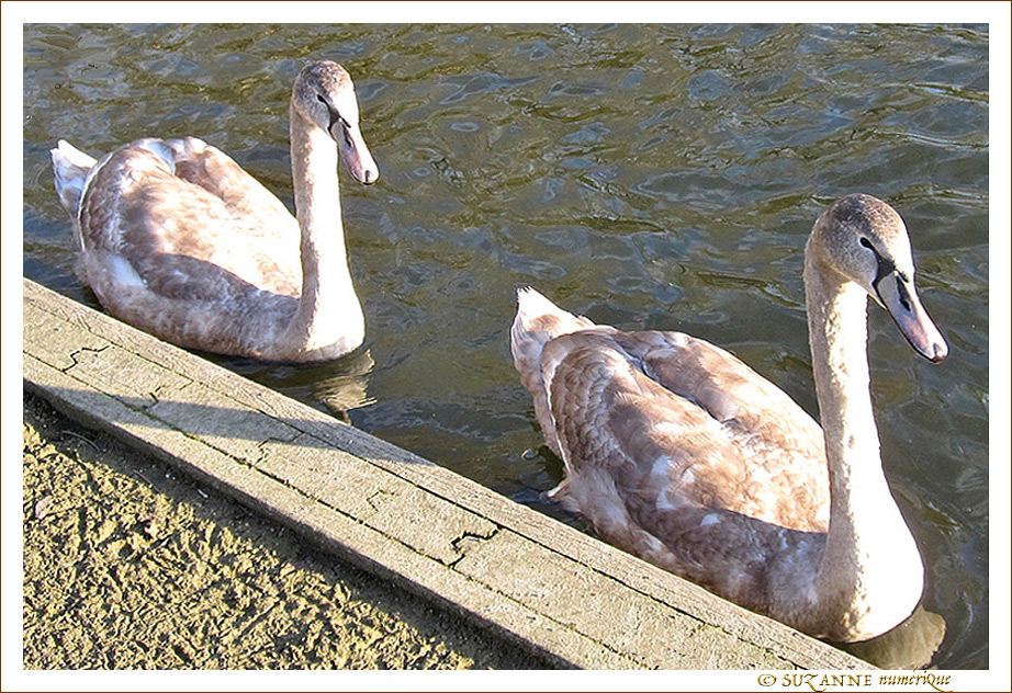 Les deux Fr�res -- 28/11/11