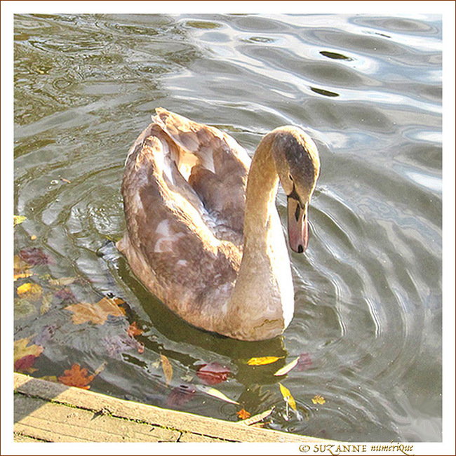 Cygneau Soleil -- 20/05/11