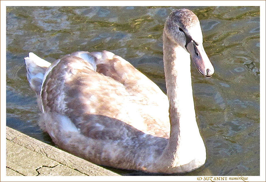 Cygneau d'attention  ! -- 03/06/11