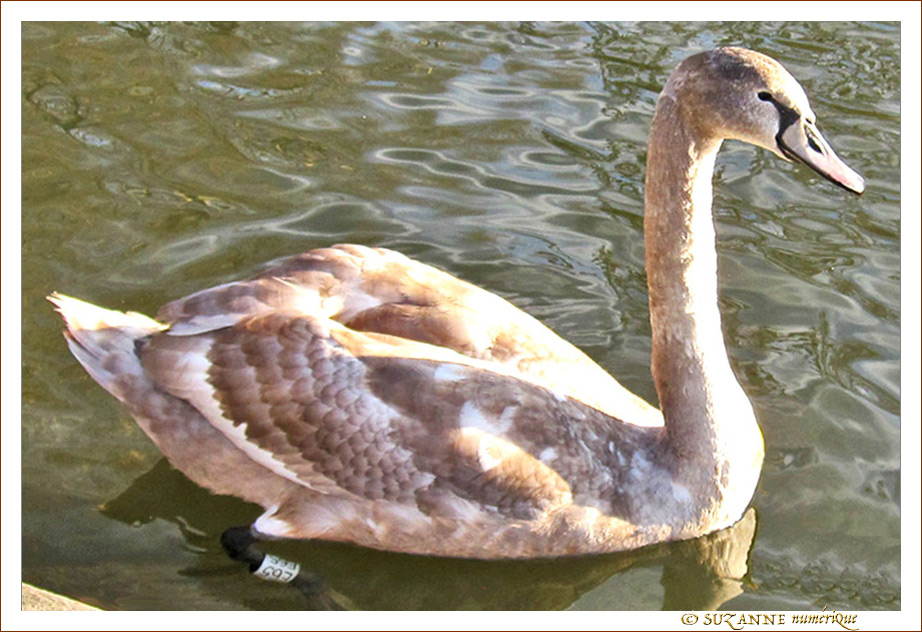 Pr�t � symboliser l'�l�gance -- 10/06/11