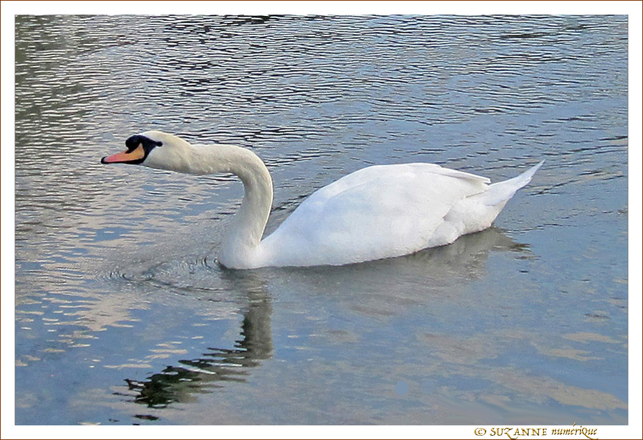 Cygne d'�tirement -- 05/07/10