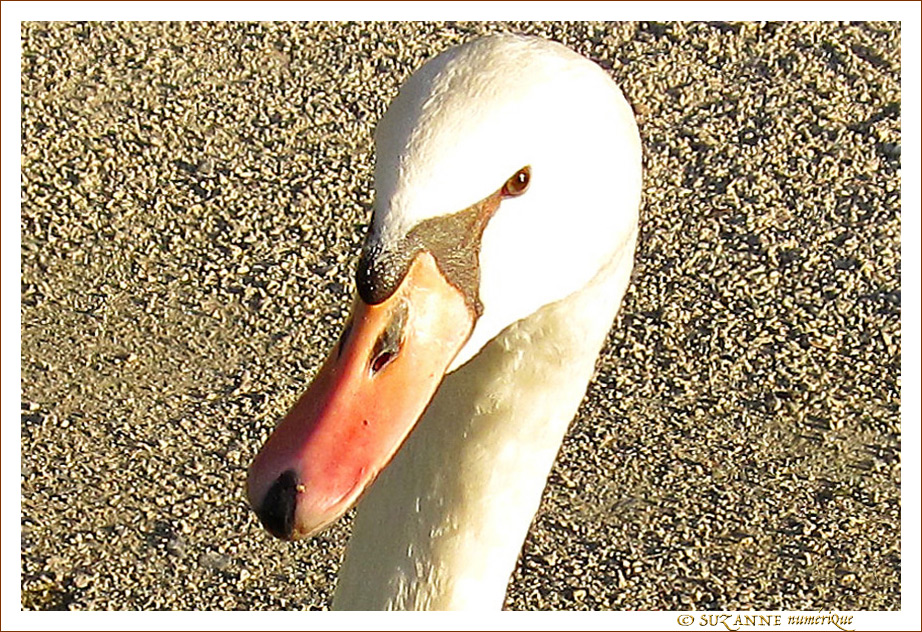 Oeil m�fiant -- 16/01/11