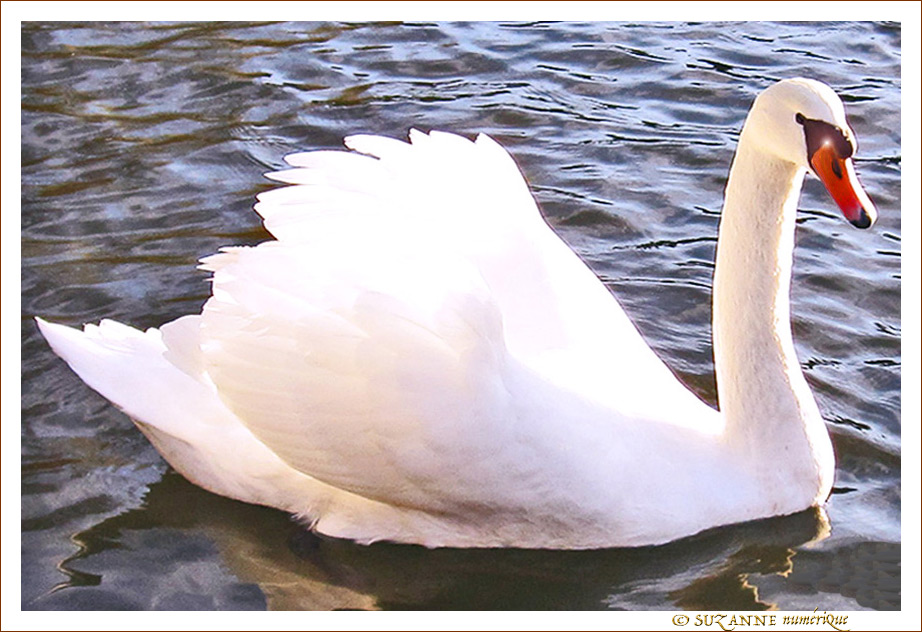 Cygne de Lumi�re -- 01/06/12