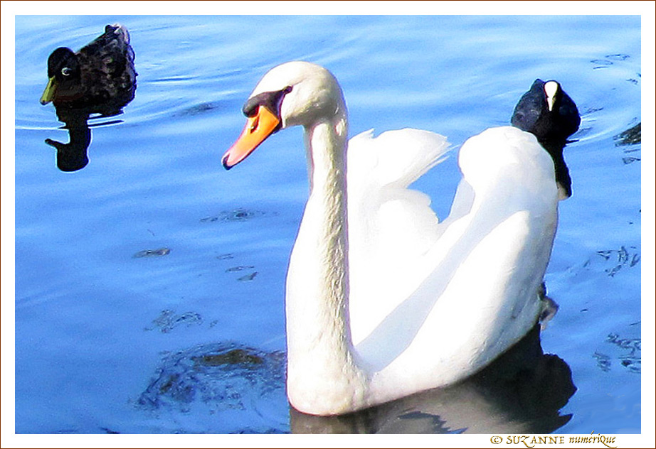 Le cygne et son escorte