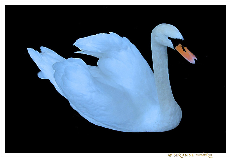 Cygne de nuit -- 22/04/11