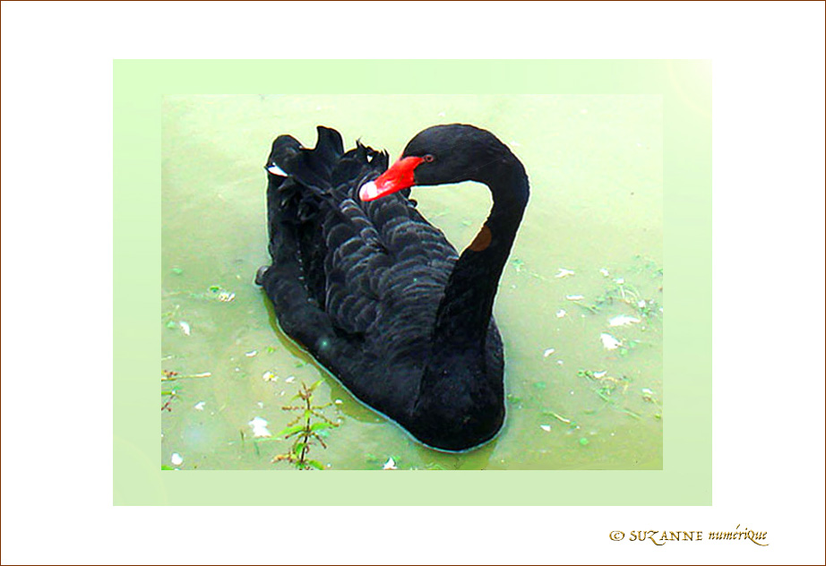 Qui me fait Cygne�? -- 27/08/08