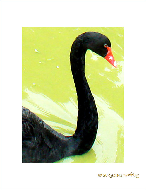 Je Cygne d'un S -- 09/09/08