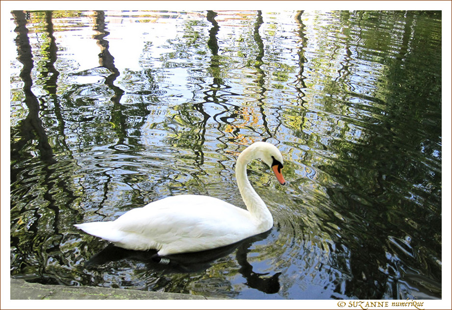 Les arbres se mirent, le cygne glisse